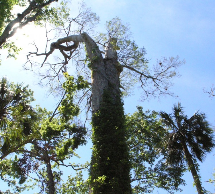 Big Tree Park - Cross Seminole Trailhead (Longwood,&nbspFL)